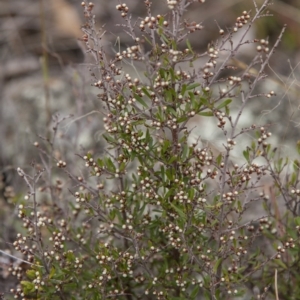 Cryptandra amara at Dunlop, ACT - 14 Apr 2015