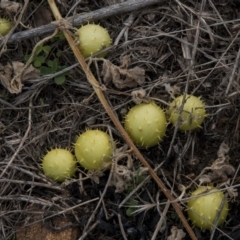 Cucumis myriocarpus (Prickly Paddy Melon) at Dunlop, ACT - 13 Apr 2015 by RussellB