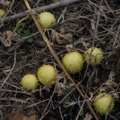 Cucumis myriocarpus (Prickly Paddy Melon) at Dunlop, ACT - 13 Apr 2015 by RussellB