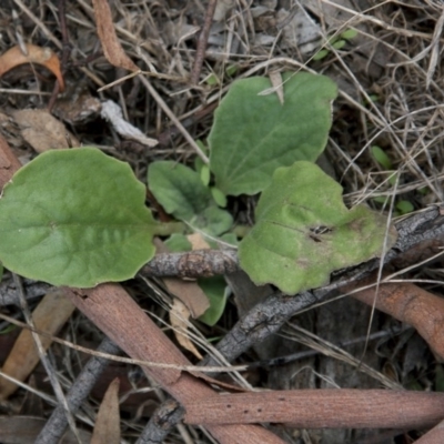 Cymbonotus sp. (preissianus or lawsonianus) (Bears Ears) at Dunlop, ACT - 14 Apr 2015 by RussellB
