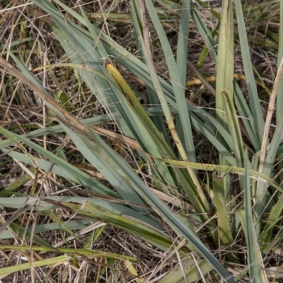 Dianella sp. aff. longifolia (Benambra) (Pale Flax Lily, Blue Flax Lily) at Belconnen, ACT - 14 Apr 2015 by RussellB