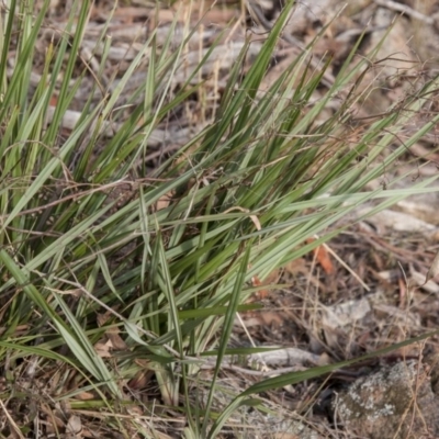 Dianella revoluta var. revoluta (Black-Anther Flax Lily) at Dunlop, ACT - 14 Apr 2015 by RussellB