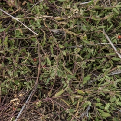 Einadia nutans subsp. nutans (Climbing Saltbush) at Dunlop, ACT - 13 Apr 2015 by RussellB