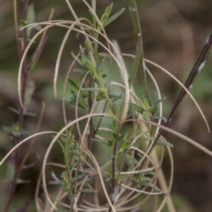 Epilobium billardiereanum at Dunlop, ACT - 14 Apr 2015 12:00 AM