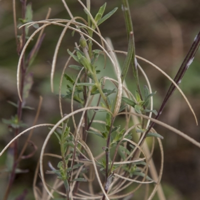 Epilobium billardiereanum (Willowherb) at Dunlop, ACT - 14 Apr 2015 by RussellB