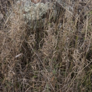 Epilobium billardiereanum at Dunlop, ACT - 14 Apr 2015