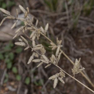 Eragrostis brownii at Dunlop, ACT - 14 Apr 2015 12:00 AM