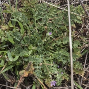 Erodium cicutarium at Dunlop, ACT - 14 Apr 2015 12:00 AM