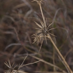 Eryngium ovinum (Blue Devil) at The Pinnacle - 13 Apr 2015 by RussellB