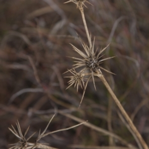 Eryngium ovinum at The Pinnacle - 14 Apr 2015 12:00 AM