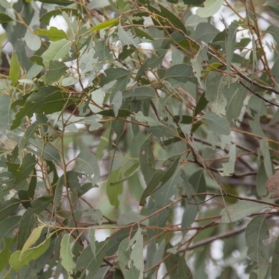 Eucalyptus macrorhyncha (Red Stringybark) at Dunlop, ACT - 14 Apr 2015 by RussellB