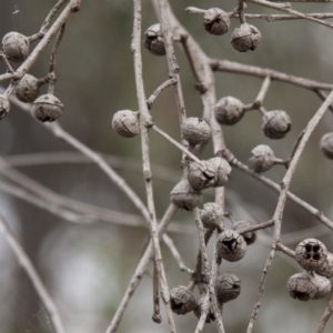 Eucalyptus macrorhyncha at The Pinnacle - 14 Apr 2015 12:00 AM