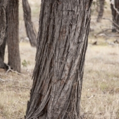 Eucalyptus macrorhyncha at The Pinnacle - 14 Apr 2015 12:00 AM