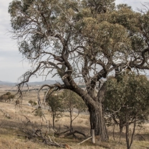 Eucalyptus macrorhyncha at The Pinnacle - 14 Apr 2015 12:00 AM