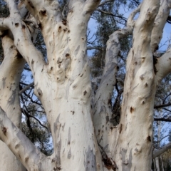 Eucalyptus rossii at The Pinnacle - 14 Apr 2015 12:00 AM