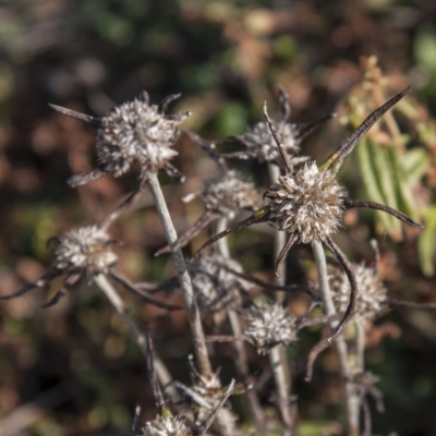 Euchiton sphaericus (Star Cudweed) at Dunlop, ACT - 13 Apr 2015 by RussellB