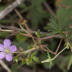 Geranium solanderi var. solanderi (Native Geranium) at Dunlop, ACT - 14 Apr 2015 by RussellB
