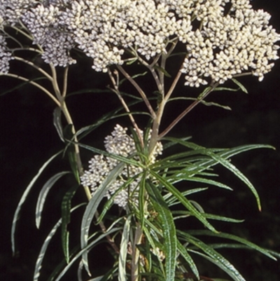Cassinia longifolia (Shiny Cassinia, Cauliflower Bush) at Rockton, NSW - 11 Dec 1997 by BettyDonWood