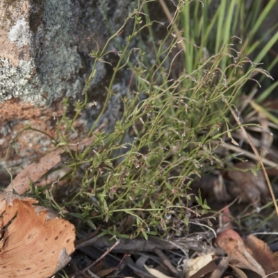 Gonocarpus tetragynus (Common Raspwort) at Dunlop, ACT - 14 Apr 2015 by RussellB
