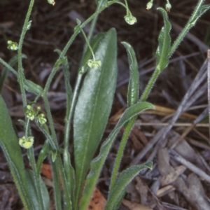 Hackelia suaveolens at Bungonia, NSW - 5 Nov 1997