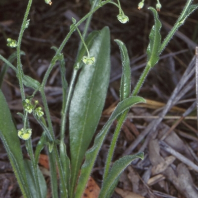 Hackelia suaveolens (Sweet Hounds Tongue) at Bungonia National Park - 5 Nov 1997 by BettyDonWood