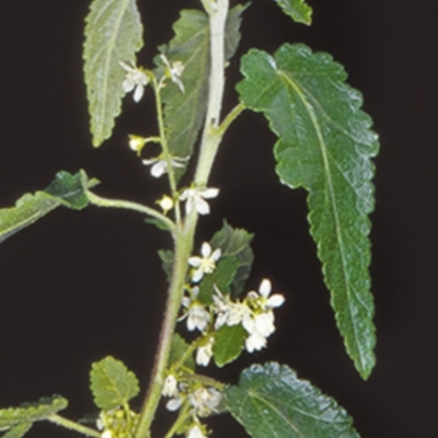 Gynatrix pulchella (Hemp Bush) at Araluen, NSW - 5 Oct 1997 by BettyDonWood