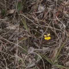 Goodenia hederacea (Ivy Goodenia) at Dunlop, ACT - 14 Apr 2015 by RussellB