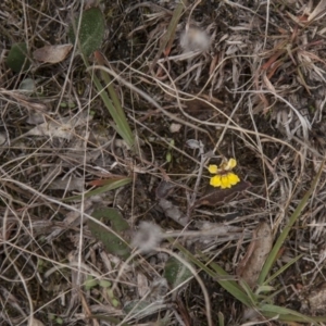 Goodenia hederacea at Dunlop, ACT - 14 Apr 2015 12:00 AM