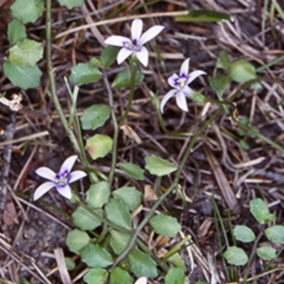 Isotoma fluviatilis subsp. australis (Swamp Isotome) at South East Forest National Park - 16 Feb 1998 by BettyDonWood