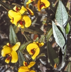 Mirbelia platylobioides (Large-flowered Mirbelia) at Oallen, NSW - 26 Sep 1997 by BettyDonWood
