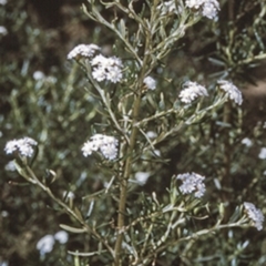 Ozothamnus thyrsoideus (Sticky Everlasting) at Wadbilliga, NSW - 14 Dec 1996 by BettyDonWood