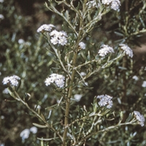 Ozothamnus thyrsoideus at Wadbilliga, NSW - 14 Dec 1996