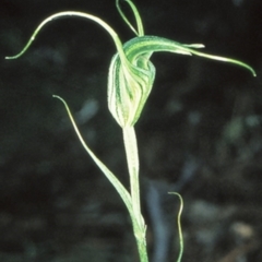 Diplodium laxum (Antelope greenhood) at Bungonia National Park - 1 May 1999 by BettyDonWood