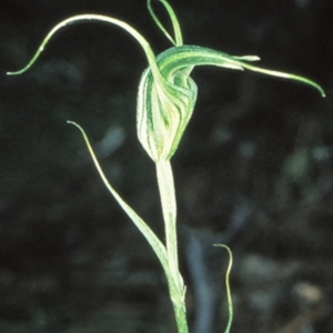 Diplodium laxum at Bungonia, NSW - suppressed