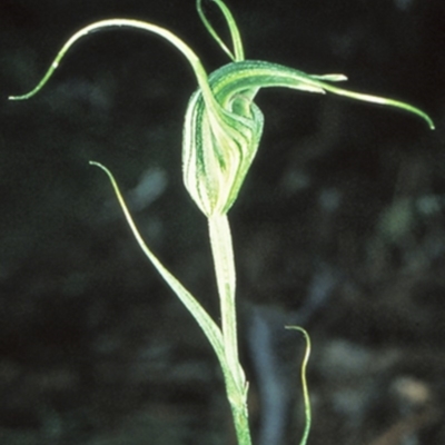 Diplodium laxum (Antelope greenhood) at Bungonia National Park - 1 May 1999 by BettyDonWood