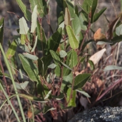 Hardenbergia violacea (False Sarsaparilla) at Dunlop, ACT - 13 Apr 2015 by RussellB
