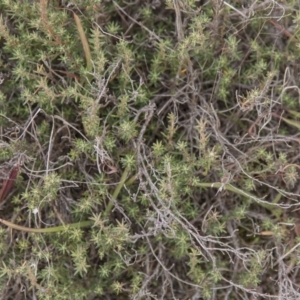 Hibbertia calycina at Dunlop, ACT - 14 Apr 2015