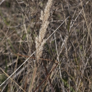 Holcus lanatus at Dunlop, ACT - 14 Apr 2015