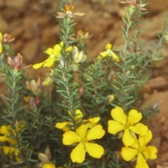 Hibbertia ericifolia subsp. ericifolia (A Guinea Flower) at Northangera, NSW - 26 Nov 1998 by BettyDonWood