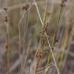 Juncus filicaulis (Thread Rush) at Dunlop, ACT - 14 Apr 2015 by RussellB