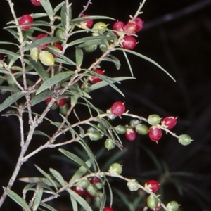 Leucopogon affinis at Countegany, NSW - 11 Feb 1998 12:00 AM