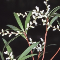Leucopogon affinis (Lance Beard-heath) at Countegany, NSW - 13 Oct 1997 by BettyDonWood