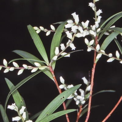 Leucopogon affinis (Lance Beard-heath) at Countegany, NSW - 13 Oct 1997 by BettyDonWood
