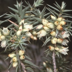 Melichrus urceolatus (Urn Heath) at Mongarlowe, NSW - 5 Aug 1997 by BettyDonWood