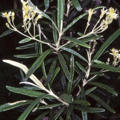 Olearia alpicola (Alpine Daisy Bush) at South East Forest National Park - 10 Dec 1997 by BettyDonWood