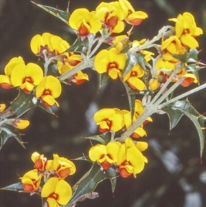 Podolobium ilicifolium at Budawang, NSW - 6 Nov 1997 12:00 AM