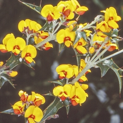 Podolobium ilicifolium (Prickly Shaggy-pea) at Budawang, NSW - 5 Nov 1997 by BettyDonWood