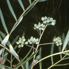 Polyscias sambucifolia subsp. Short leaflets (V.Stajsic 196) Vic. Herbarium (Elderberry Panax, Ornamental Ash, Elderberry Ash) at Brogo, NSW - 11 Feb 1998 by BettyDonWood