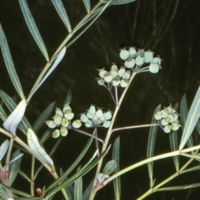 Polyscias sambucifolia subsp. Short leaflets (V.Stajsic 196) Vic. Herbarium (Elderberry Panax, Ornamental Ash, Elderberry Ash) at Wadbilliga National Park - 10 Feb 1998 by BettyDonWood