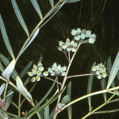 Polyscias sambucifolia subsp. Short leaflets (V.Stajsic 196) Vic. Herbarium (Elderberry Panax, Ornamental Ash, Elderberry Ash) at Brogo, NSW - 11 Feb 1998 by BettyDonWood